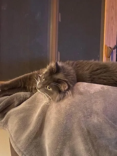A baby medium-sized male Gray & White Domestic Long Hair cat named Anthony for adoption in Orland Park, IL