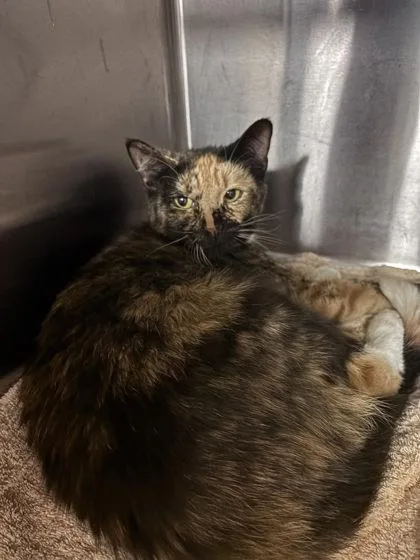 An adult medium-sized female Domestic Short Hair cat named Bremma [FELV+] for adoption in Chamblee, GA