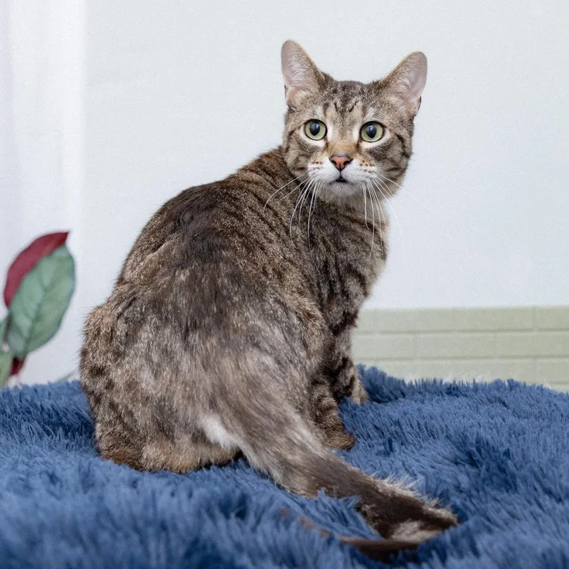 An adult medium-sized male Domestic Short Hair cat named Mr Universe for adoption in Los Angeles, CA
