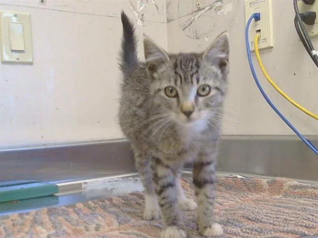 A baby small-sized female Domestic Short Hair cat named Iris for adoption in Sacramento, CA