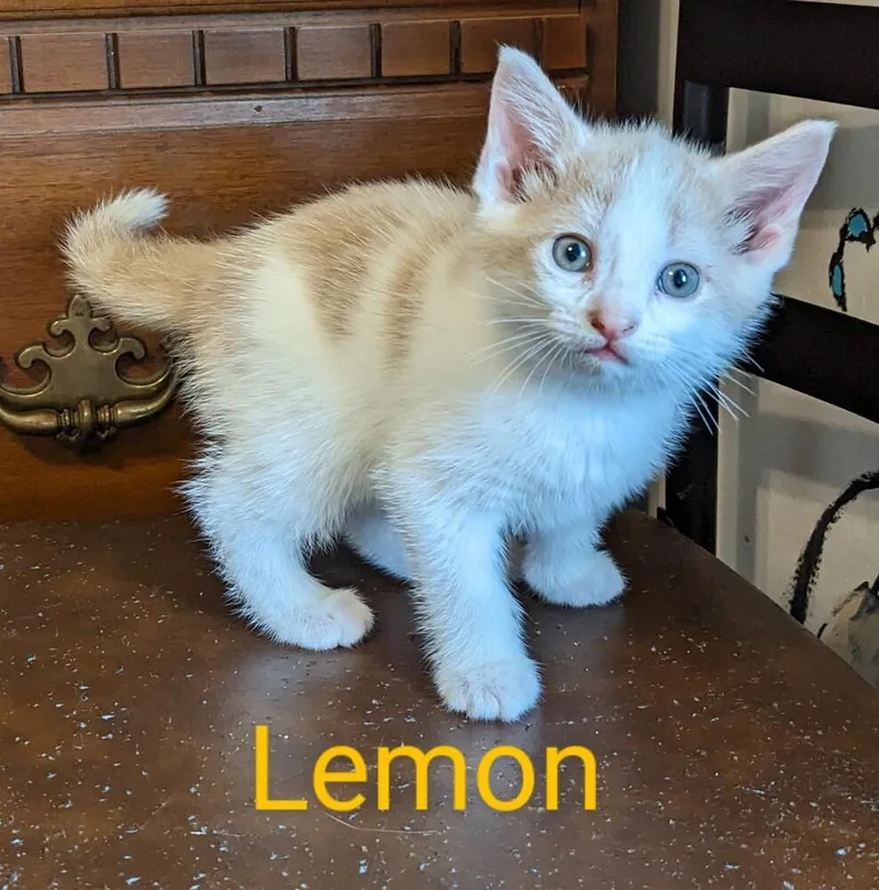 Lemon thumbnail 2