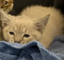 A baby small-sized male Domestic Short Hair cat named Ron for adoption in San Martin, CA