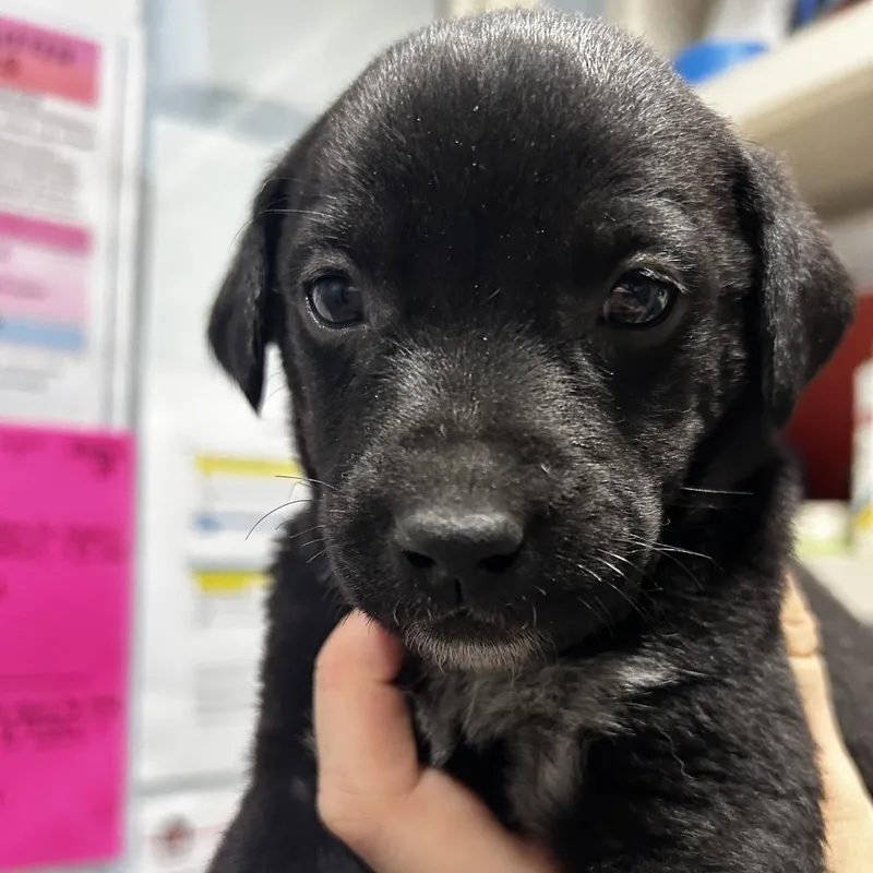 A baby small-sized male Black Mixed Breed dog named Sabrina for adoption in Chattanooga, TN