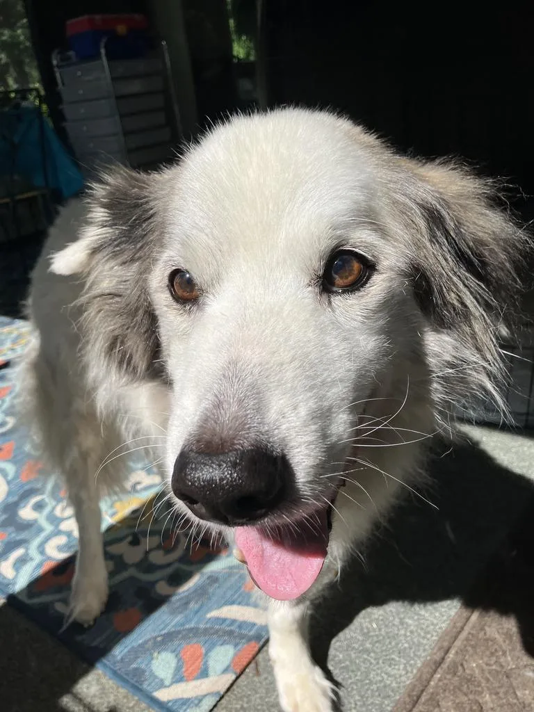 A senior medium-sized male Husky dog named Milo for adoption in Athens, OH