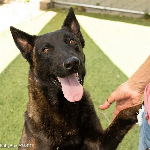 A young large-sized male Belgian Shepherd / Malinois dog named Babyboy for adoption in Sacramento, CA