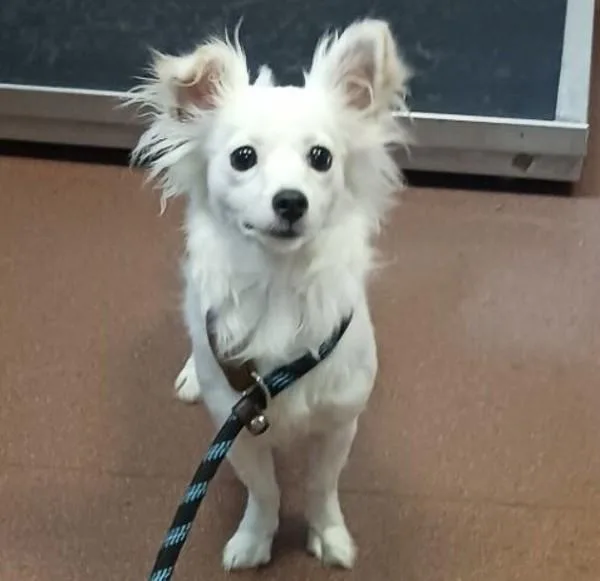 An adult small-sized female Chihuahua dog named Snowy for adoption in Oakland, CA
