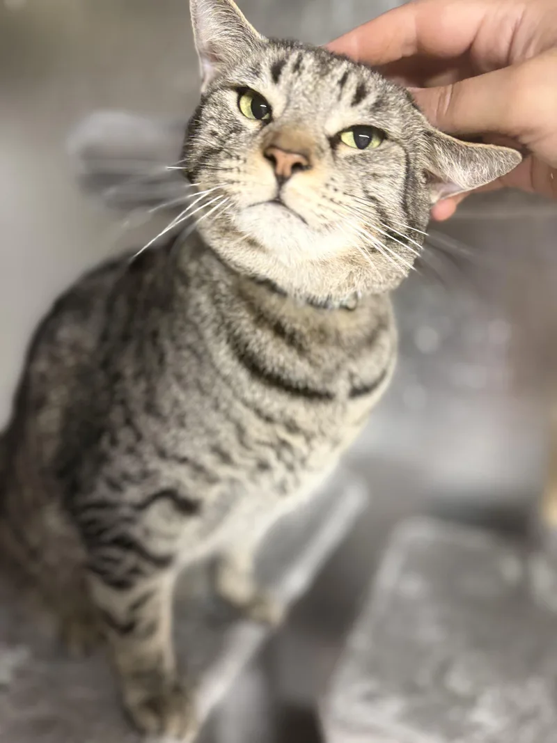 An adult large-sized male Tabby (Gray / Blue / Silver) Domestic Short Hair cat named Garden for adoption in candler, NC