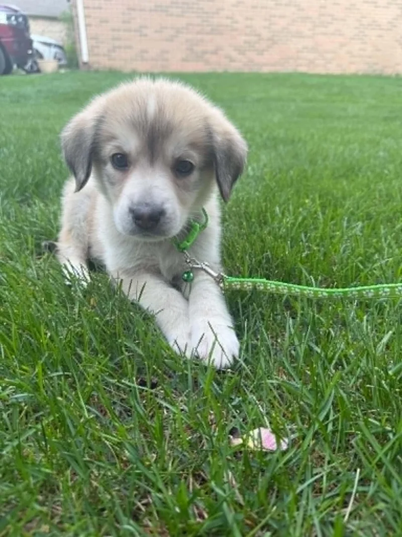 A baby large-sized male Great Pyrenees dog named Pecan for adoption in New Baltimore, MI