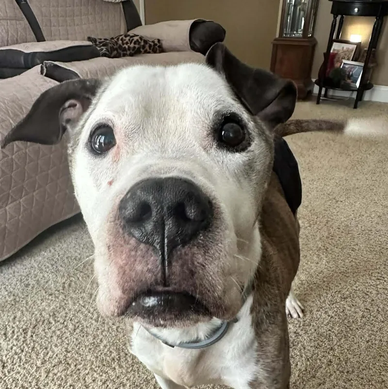 Augie