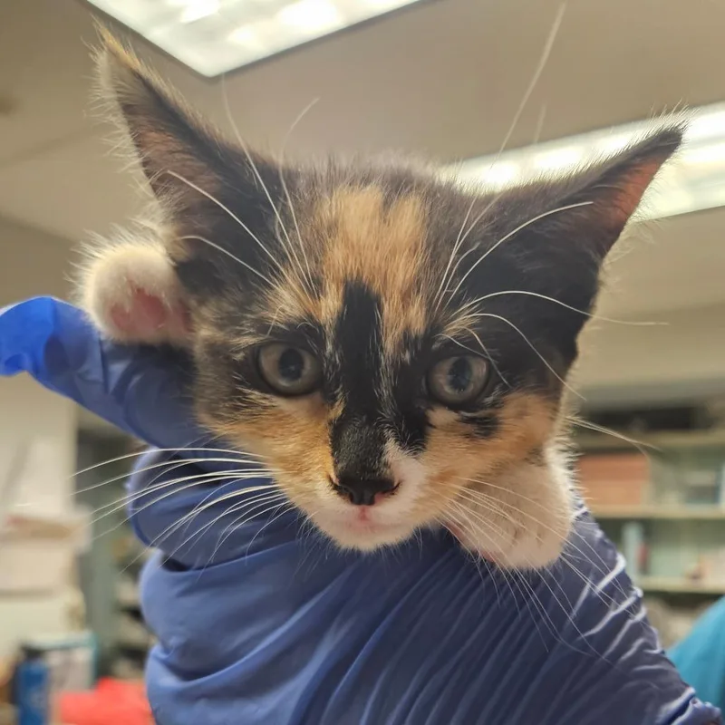A baby small-sized female Black Domestic Short Hair cat named Warm Vanilla Sugar for adoption in Birdsboro, PA