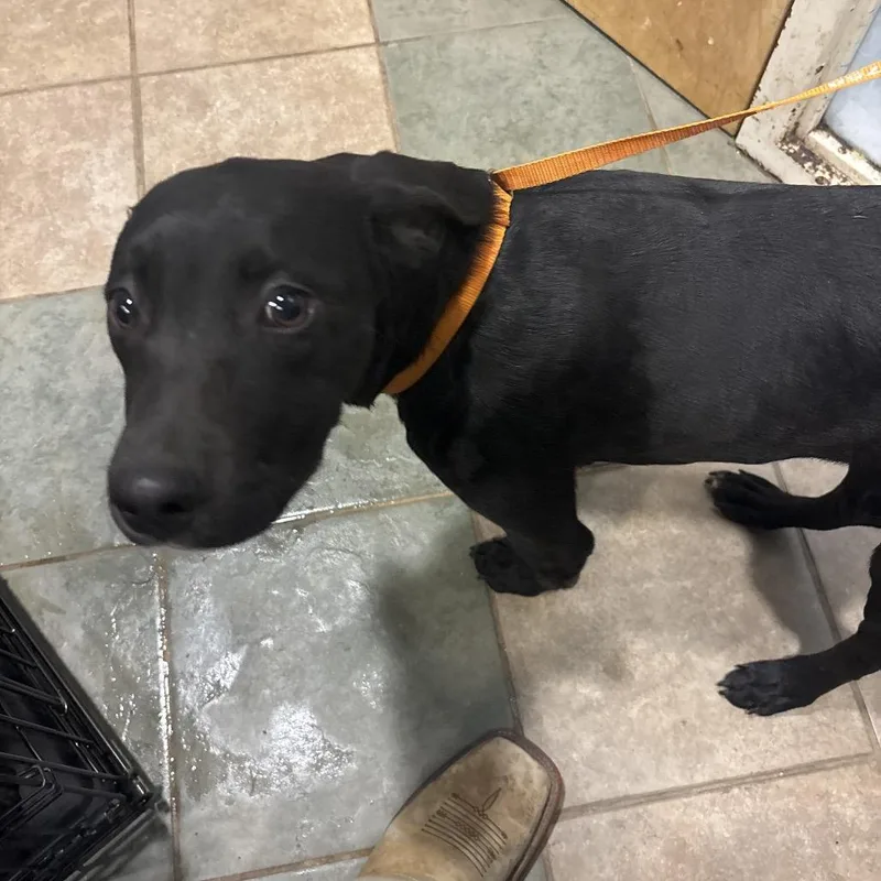 A young medium-sized male Black Mixed Breed dog named Easter for adoption in Chattanooga, TN