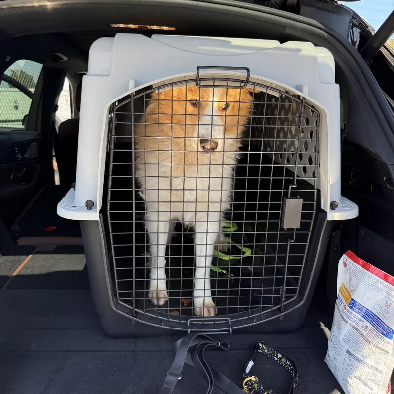 An adult medium-sized male Yellow / Tan / Blond / Fawn Husky dog named Champion for adoption in San Diego, CA
