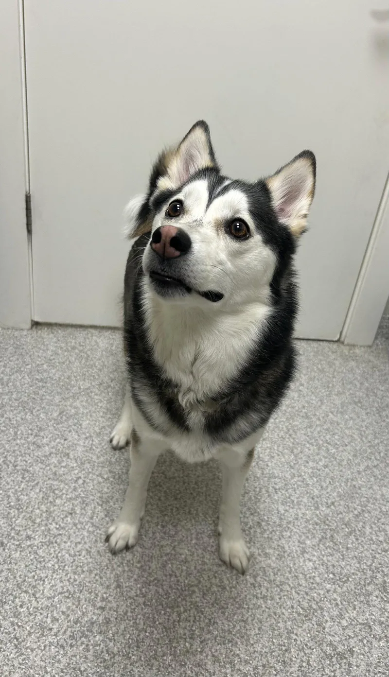 An adult medium-sized male Pomeranian dog named Tonka for adoption in Lancaster, PA