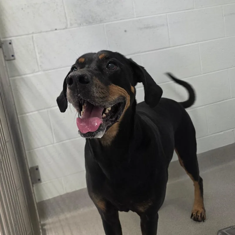 An adult large-sized male Doberman Pinscher dog named Ryder for adoption in Chattanooga, TN
