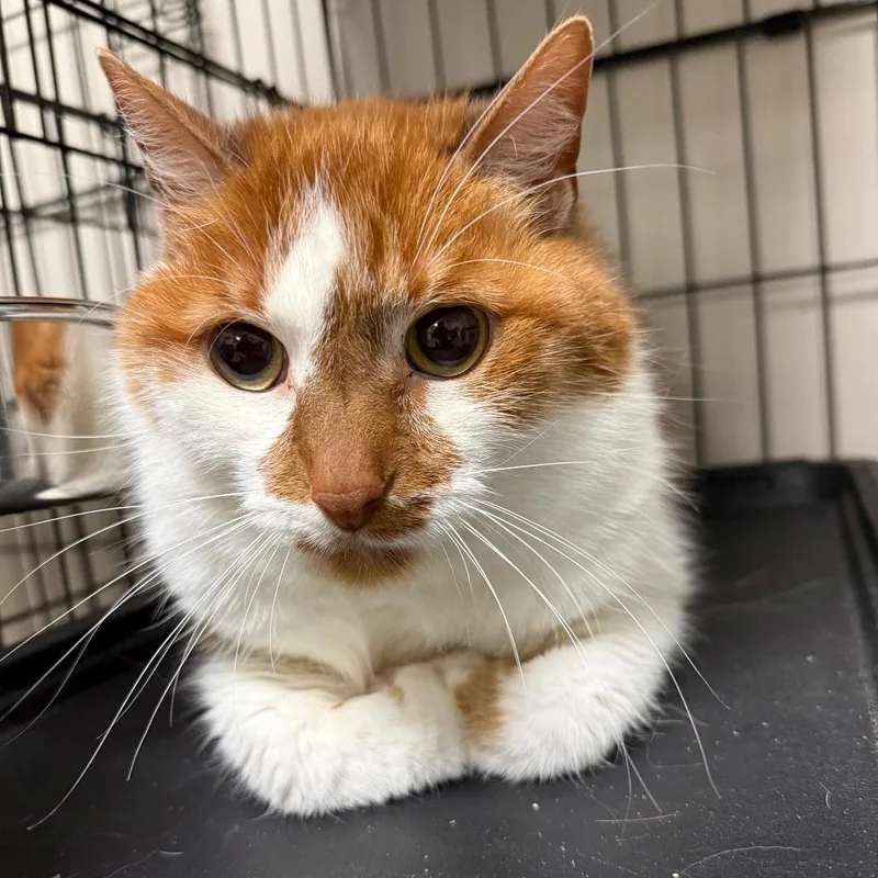 An adult large-sized male Orange / Red Domestic Short Hair cat named Davey for adoption in Normal, IL