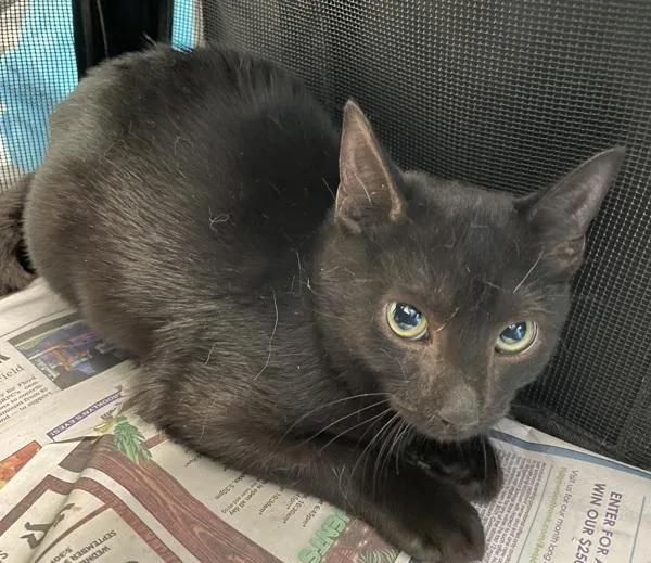 A baby small-sized male Domestic Short Hair cat named Webby for adoption in Ridgewood, NY