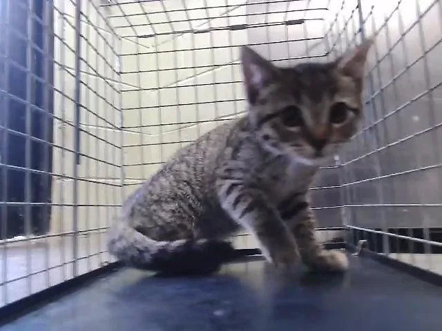 A baby small-sized male Domestic Short Hair cat named Gilbert for adoption in Tulsa, OK