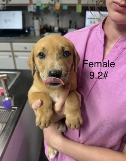 A baby small-sized female Mixed Breed dog named Amy for adoption in West Chester, PA