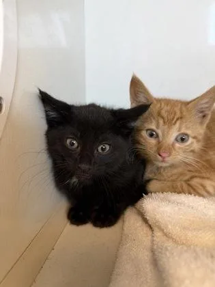 A baby small-sized female Domestic Short Hair cat named Zorro for adoption in Manteo, NC