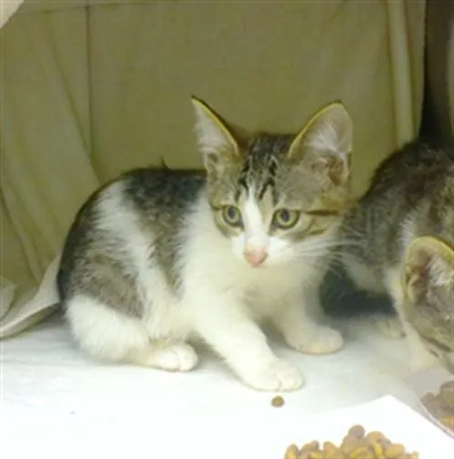 A baby small-sized female Domestic Short Hair cat named Onion for adoption in Omaha, NE