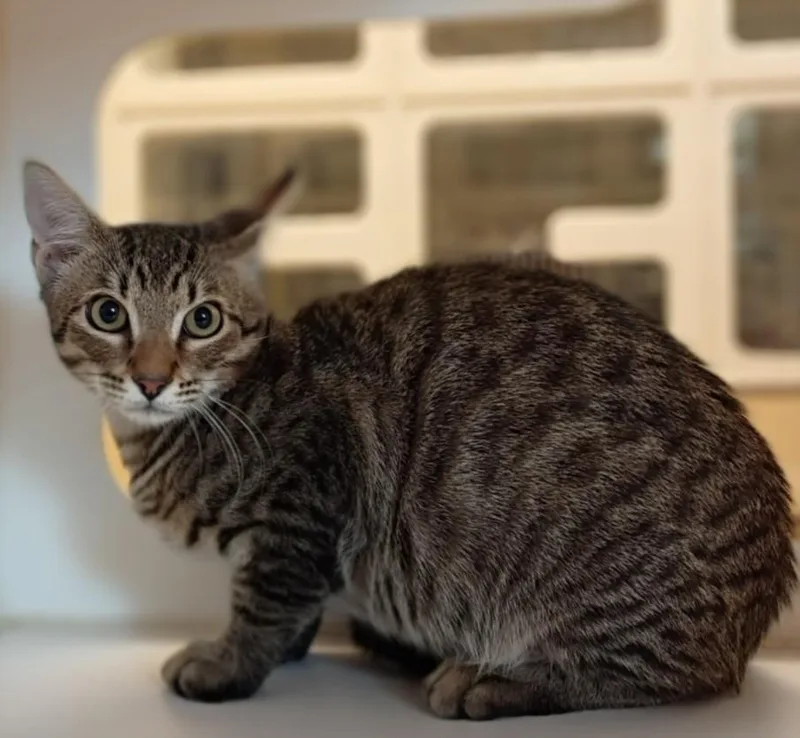 A baby small-sized male Domestic Short Hair cat named Jimmy for adoption in Texas City, TX