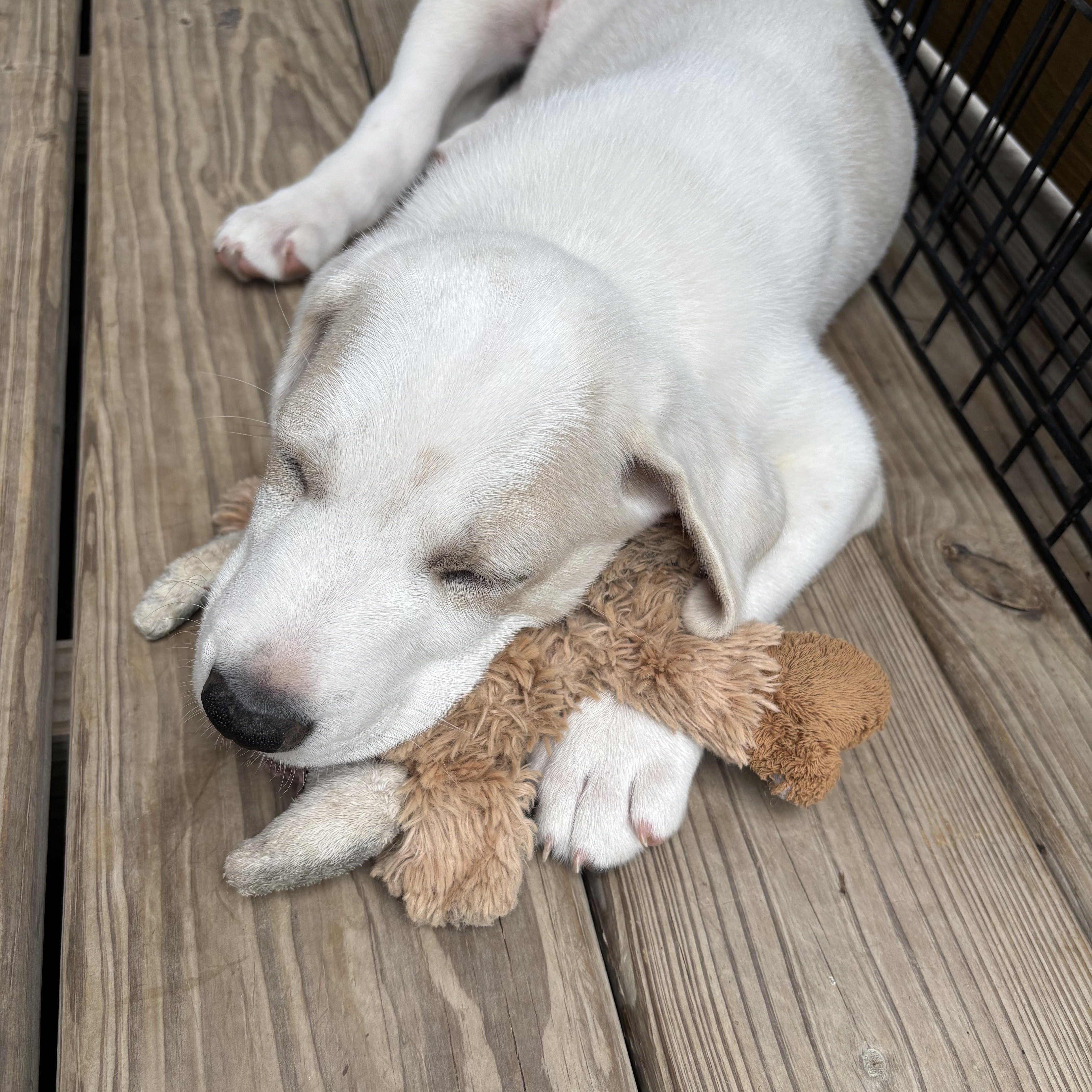 A baby medium-sized female White / Cream Hound dog named Precious  A Sweet for adoption in Houston, TX