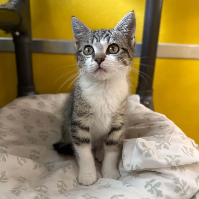 A baby medium-sized female Tabby (Brown / Chocolate) Domestic Short Hair cat named Lumina for adoption in Penn Yan, NY