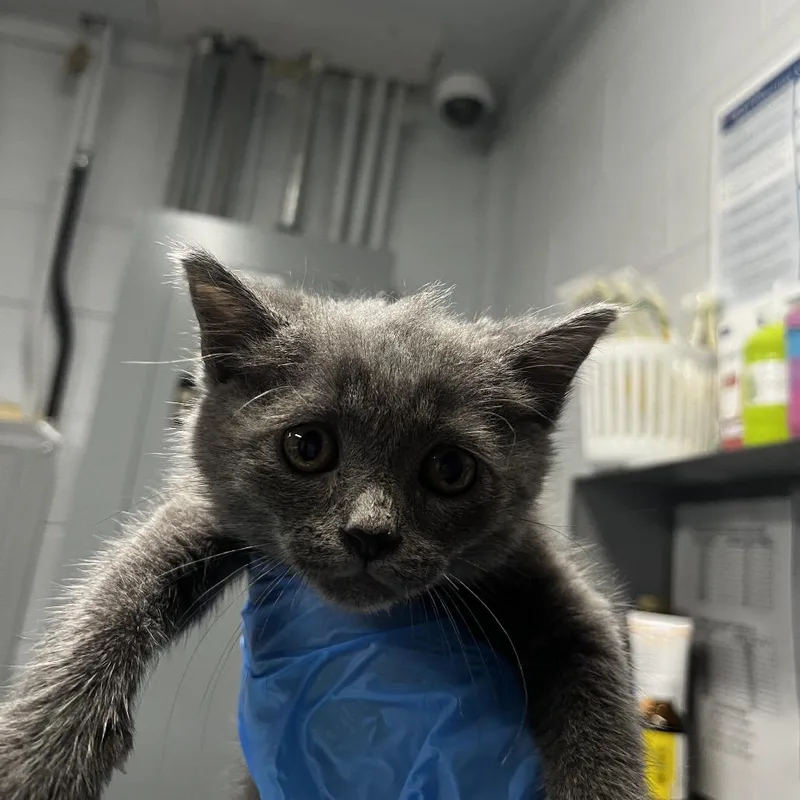 A baby small-sized female Gray / Blue / Silver Domestic Short Hair cat named Minnie for adoption in Summerville, SC