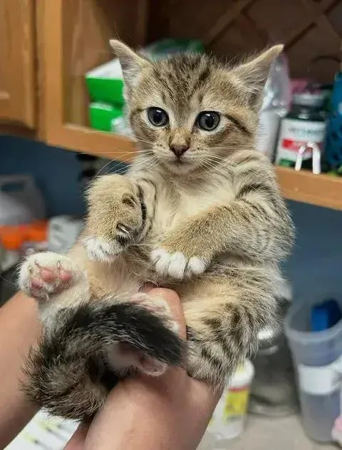 A baby small-sized female Domestic Short Hair cat named Sprite for adoption in Woodbridge, VA