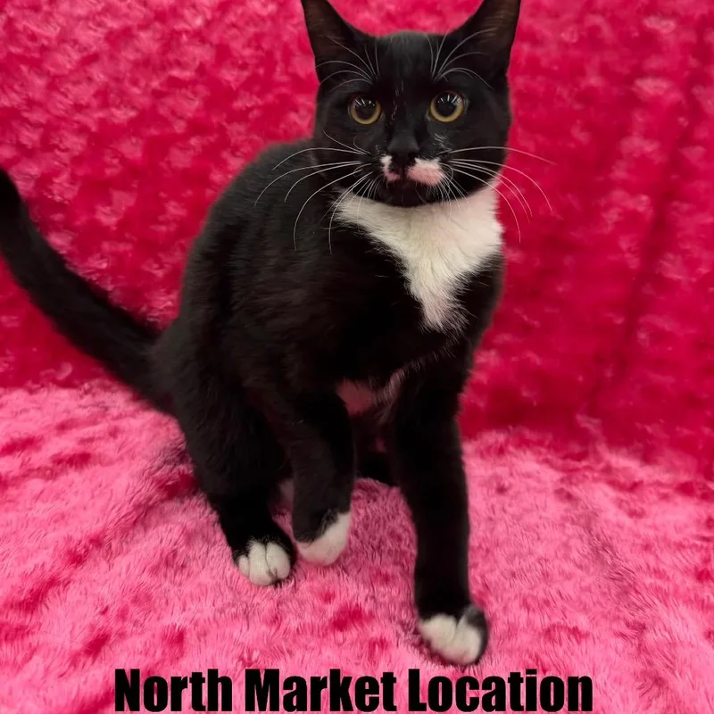 A baby small-sized female Black Domestic Short Hair cat named Misa for adoption in Raleigh, NC
