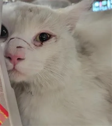 An adult large-sized male Domestic Medium Hair cat named Milo for adoption in Van Nuys, CA