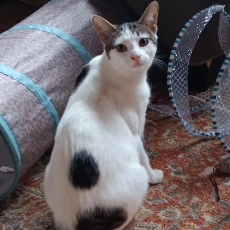 A young medium-sized female Gray & White Domestic Short Hair cat named Kirby for adoption in Woodbury, NJ