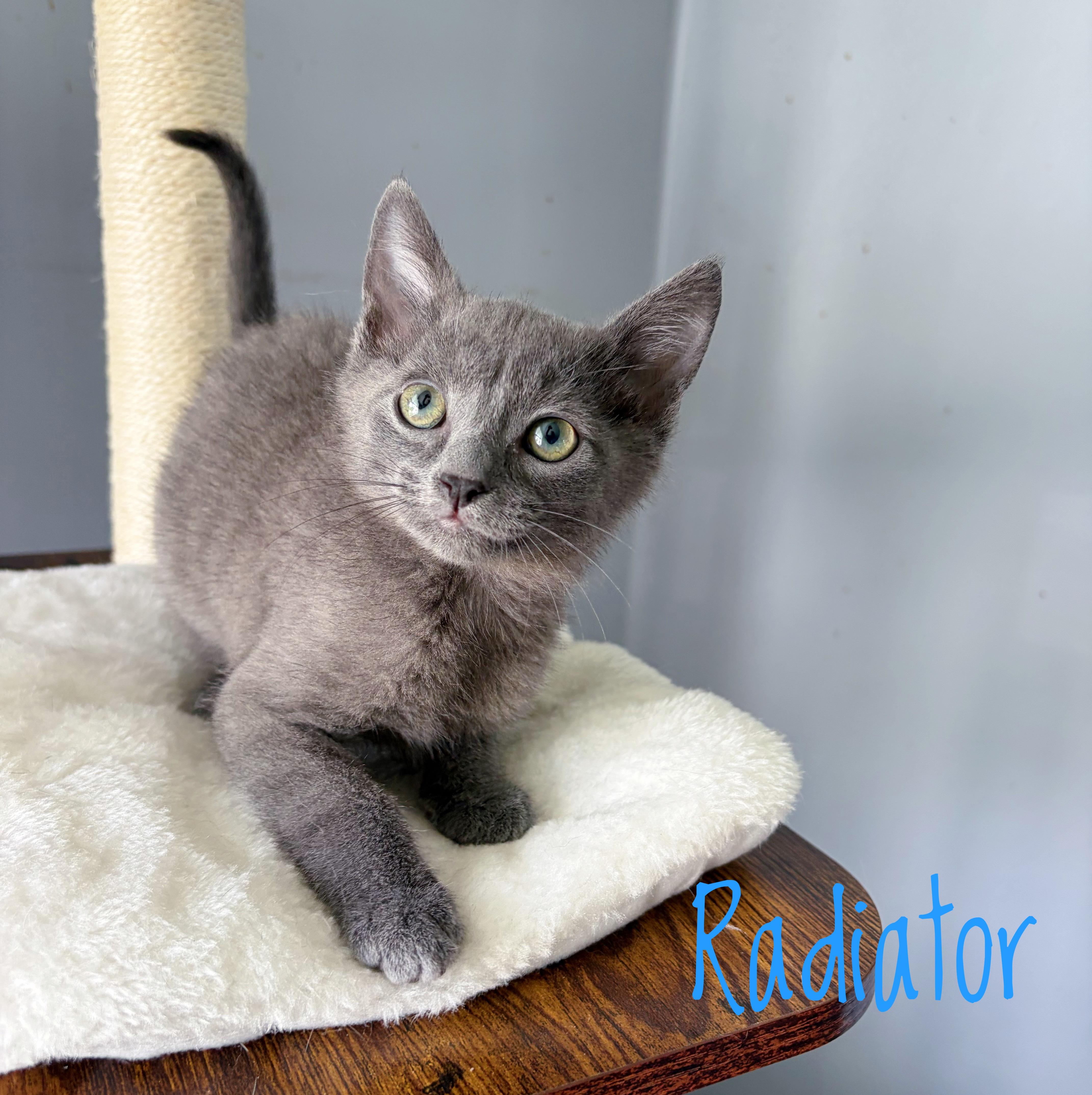 A baby medium-sized male Gray / Blue / Silver Domestic Short Hair cat named Radiator for adoption in Bethel, OH