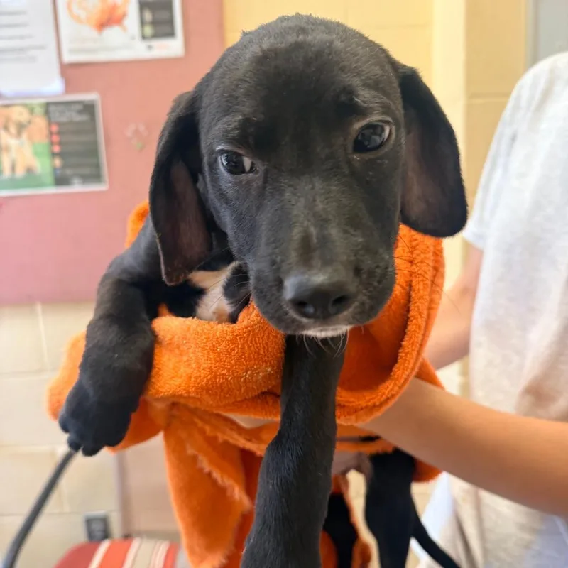 A baby small-sized male Black Mixed Breed dog named Yahoo for adoption in Corinth, MS
