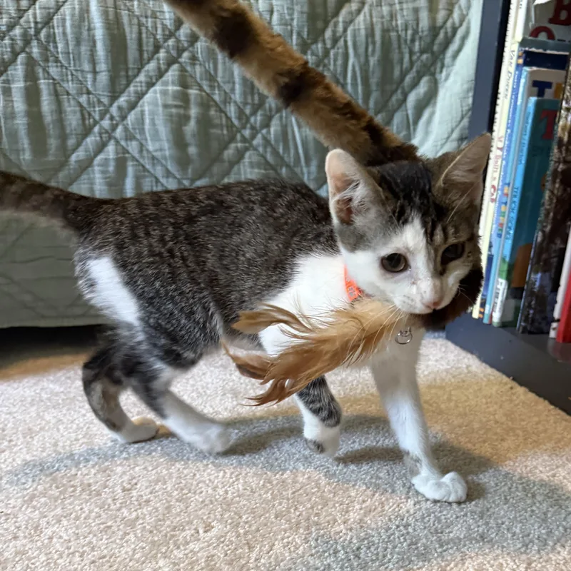 A baby small-sized female Tabby (Gray / Blue / Silver) Domestic Short Hair cat named La Guardia for adoption in Richmond, VA