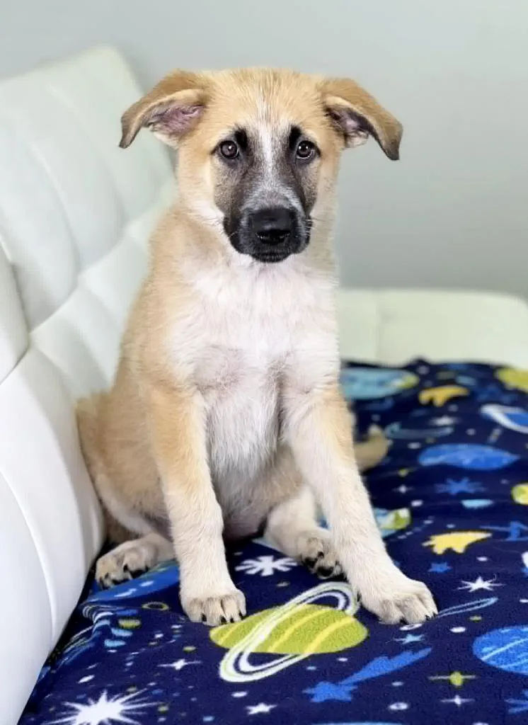 A baby medium-sized female Shepherd dog named Boy Meets World Litter for adoption in Savage, MN