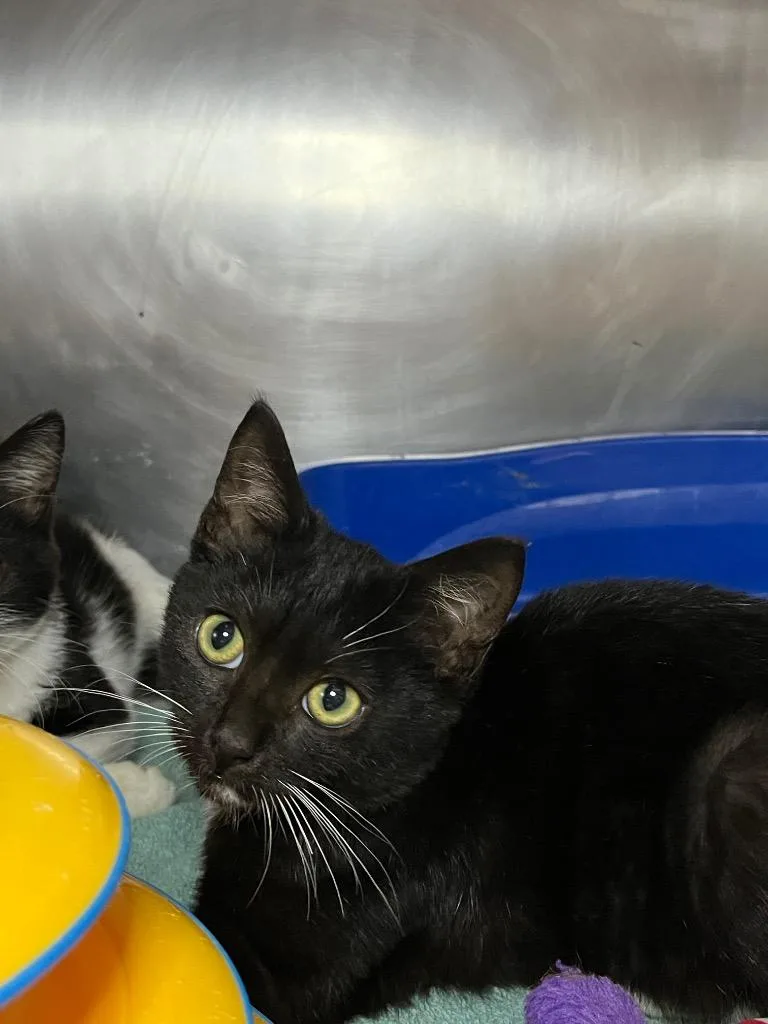 A baby medium-sized male Domestic Short Hair cat named Pepper for adoption in Berlin, MD
