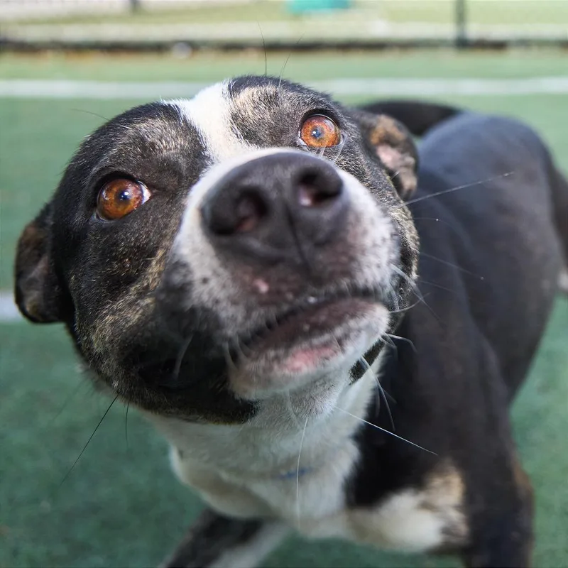 An adult medium-sized male Black Mixed Breed dog named Tillman for adoption in Memphis, TN