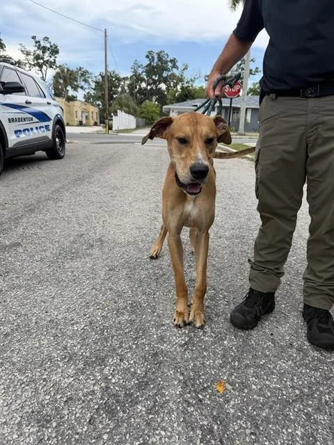 An adult large-sized male Mixed Breed dog named Scoobydoo for adoption in Palmetto, FL