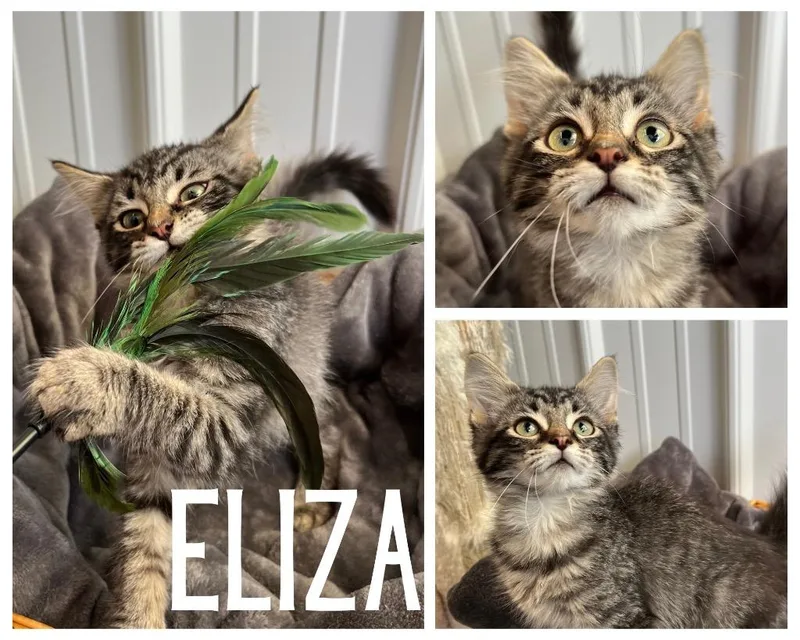 Eliza