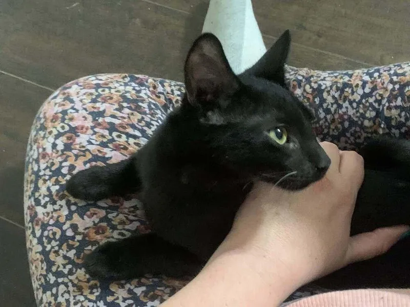 A baby small-sized male Black Domestic Short Hair cat named Cane for adoption in Scott, LA