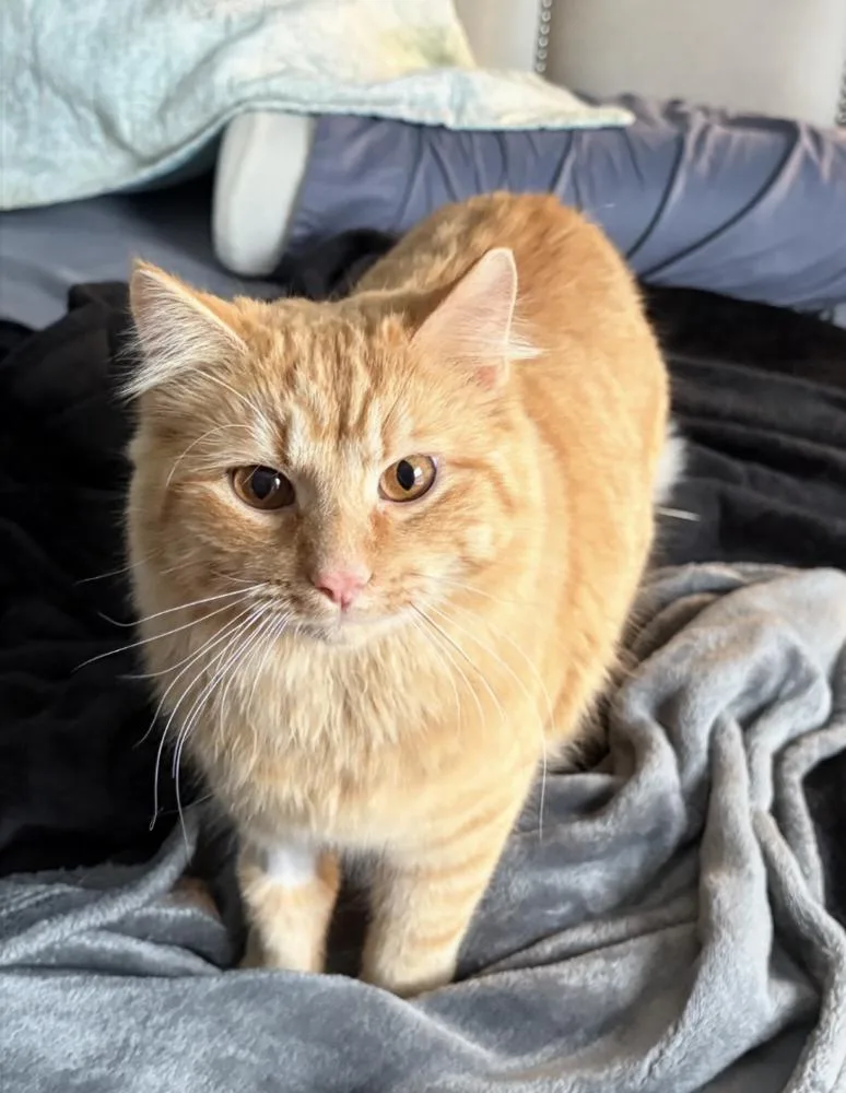 Butterscotch thumbnail 2