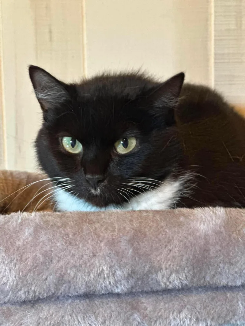 An adult medium-sized female Domestic Short Hair cat named Oreo for adoption in Richmond, KY