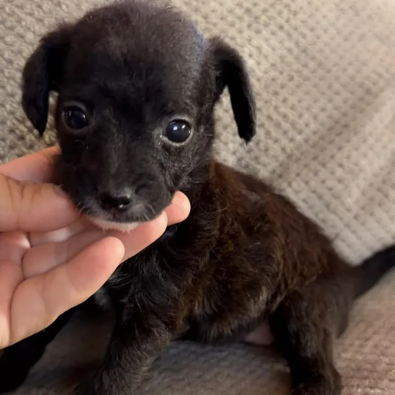 A baby small-sized female Black Miniature Poodle dog named Pocket for adoption in Redlands , CA