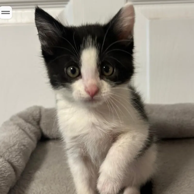 A baby small-sized female Black Domestic Short Hair cat named Chanel for adoption in Layton, UT