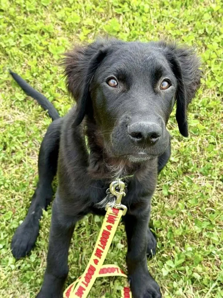 A baby small-sized male Tricolor (Brown, Black, & White) Australian Shepherd dog named Opie Tn for adoption in Ontario, CA