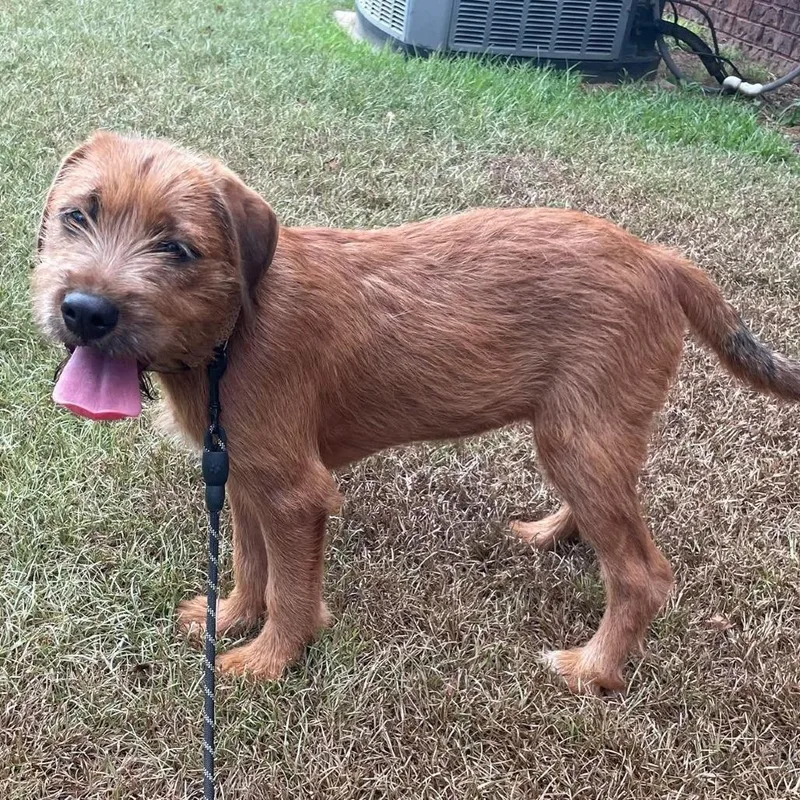 A baby small-sized male Yellow / Tan / Blond / Fawn Wirehaired Terrier dog named Scruff for adoption in Enterprise, AL