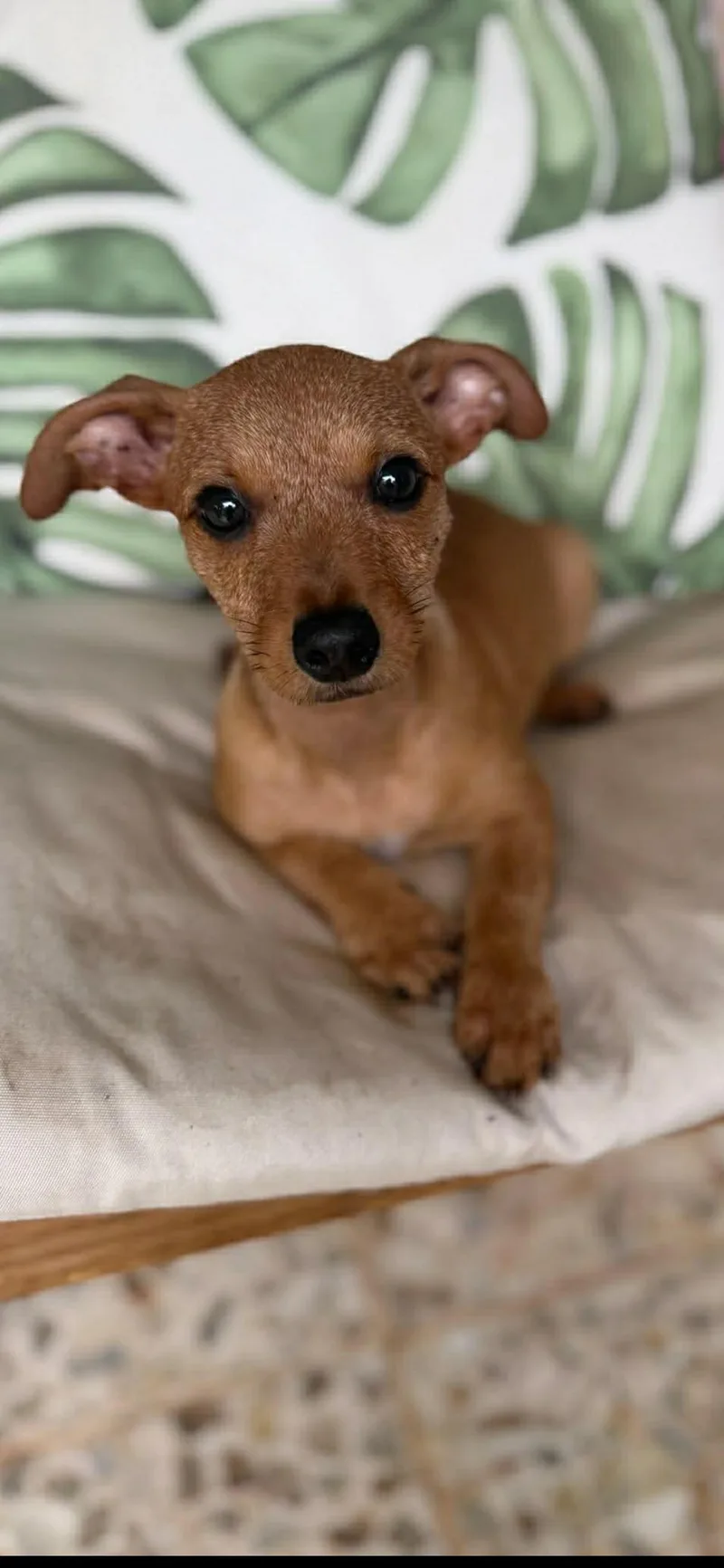 A baby small-sized female Chihuahua dog named Grocery Jazz for adoption in Armada, MI