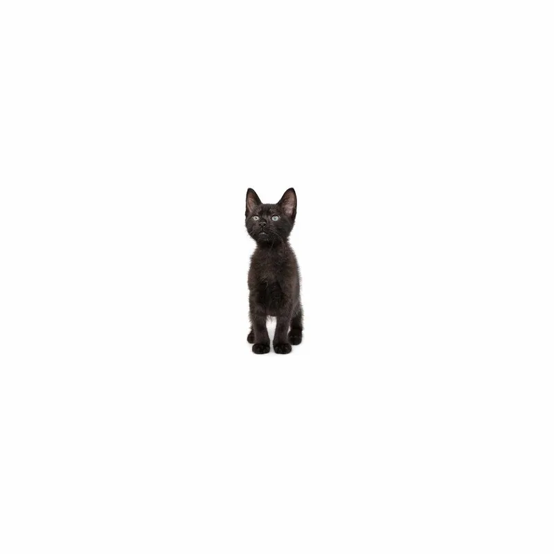 A baby small-sized male Black Domestic Short Hair cat named Franklin for adoption in Playa Vista, CA