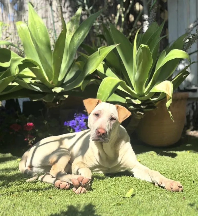 A young medium-sized female Labrador Retriever dog named Ariel for adoption in Pasadena, CA